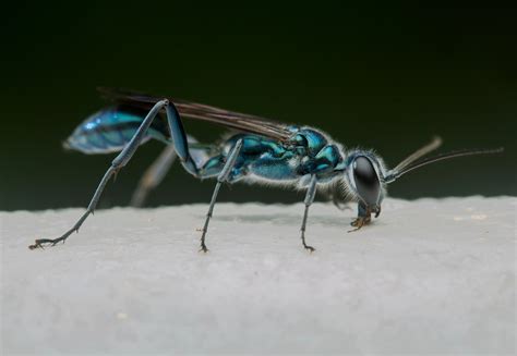 Sphecidae by Rajesh Sanap on 10 July 2020