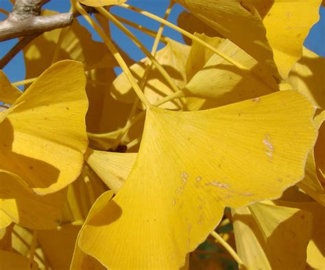 Ginkgo biloba 'Autumn Gold' - The Site Gardener