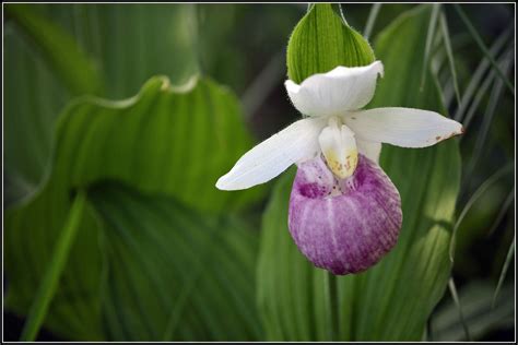 Minnesota State Flower Grand Rapids Mn, Bemidji, Altered Photo ...