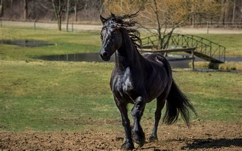 Black Draft Horse Breeds