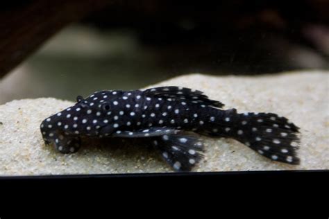 L240 | L240 Vampire Pleco | Blake Howland | Flickr