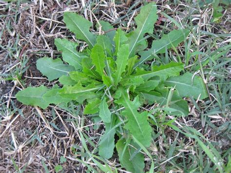 Lactuca serriola