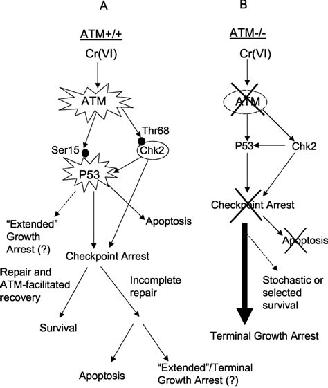 Model for the role of the ATM gene in cellular response to a complex... | Download Scientific ...