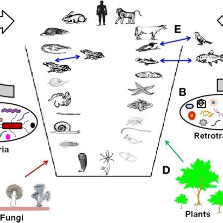 The current phylogenetic relationships in Metazoa. This tree was... | Download Scientific Diagram