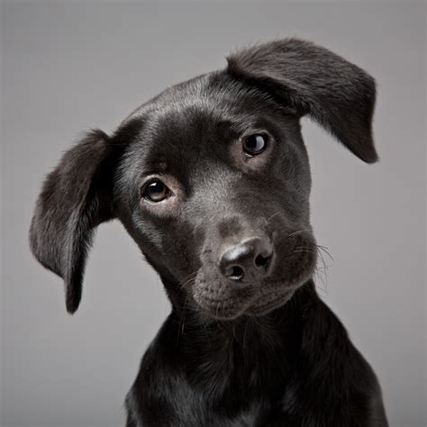 Dog Portrait Photography in High Wycombe, Buckinghamshire - Mark Hewitson Photography | Puppy ...