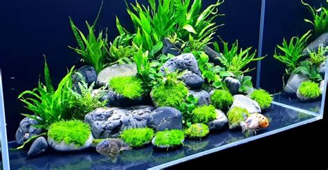 (Species Guide) Cold Water Aquarium plants: Everything you Should Know