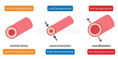 Cooling Cause Vasoconstriction and Increase Blood Pressure. Heat Cause ...