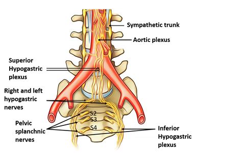 Arteries and Nerves of Pelvis – Anatomy QA