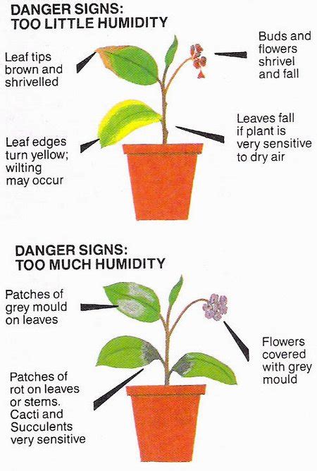 Give Your Plants The Humidity They Need