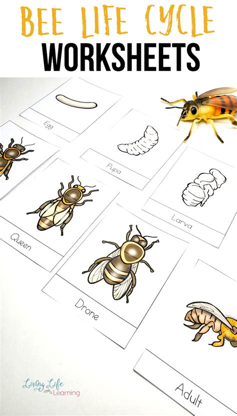 Honey Bee Life Cycle Worksheets