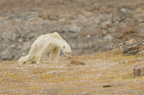 Footage Of Starving Polar Bear Shows Reality Of Climate Change