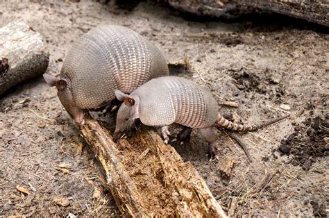 10 Facts About Armadillos