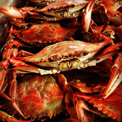 Old Bay-Larger Maryland Steamed Blue Crabs – Rosemarie's Kitchen