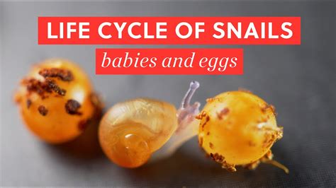 Life Cycle of Garden Snails | Astig News