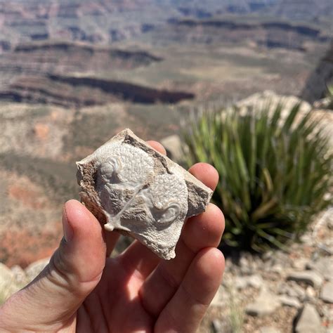 Fossils - Grand Canyon-Parashant National Monument (U.S. National Park ...