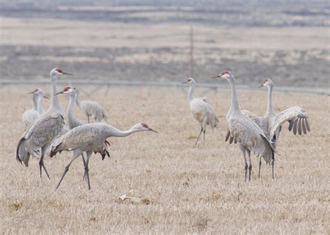 Sandhill Cranes arriving in Washington | Audubon California