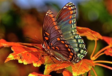 Colorful Butterfly On The Autumn Leaves 002 Photograph by George ...