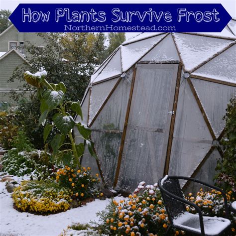 How Different Plants Survive Frost - Northern Homestead