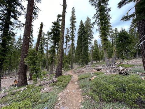 Lake Tahoe Hiking: The Tahoe City Rim Trail Loop - Top Down Lifestyle