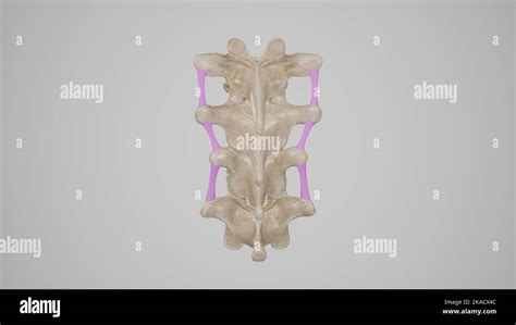 Ligaments of Spine-Intertransverse Ligament Stock Photo - Alamy