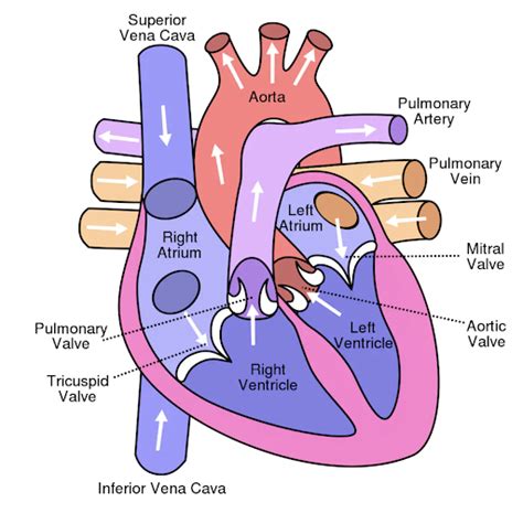 Heart Murmur In Dogs - My Vet Animal Hospital