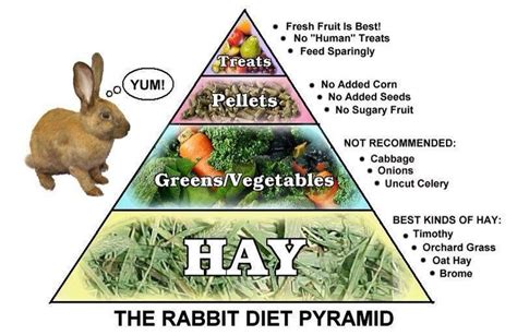 The Rabbit diet pyramid | Rabbit diet, Pet bunny rabbits, Rabbit eating