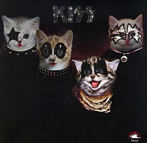 Rockstar cat album covers are internet hit - Mirror Online