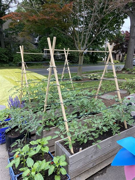 Tutorial diy budget wooden tomato trellis – Artofit