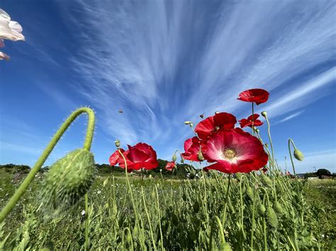 Green Field Flowers | 出店者 | Farmers Market | ファーマーズマーケット