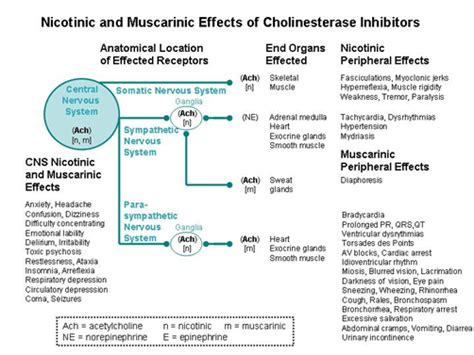 Cholinesterase Inhibitors - What is the Cholinergic Toxidrome? | ATSDR ...