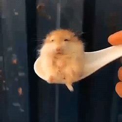 hamster gifs | WiffleGif