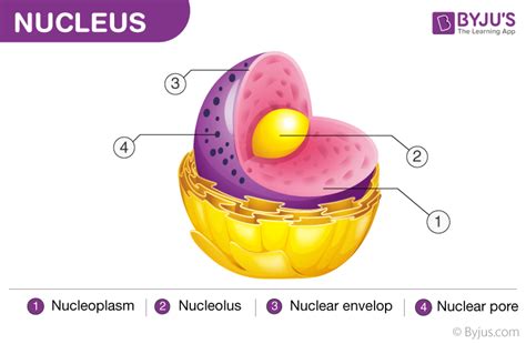 Nuclear envelope function - salesserre