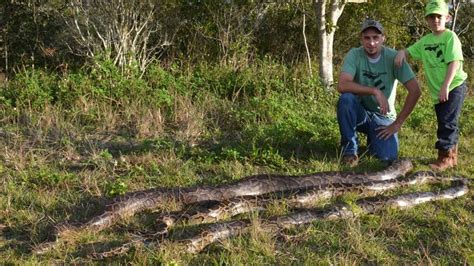 Snake hunters kill 106 pythons in Florida Everglades