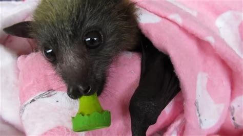 This Woman Has Saved Thousands of Baby Bats