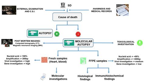 Healthcare | Free Full-Text | Sudden Death in Adults: A Practical Flow ...