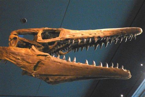 Fossilguy.com: Mosasaur Facts and Information - The Great Marine ...