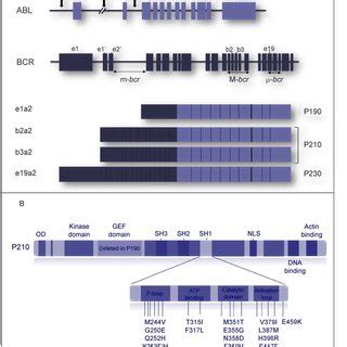 Evaluation of T315I mutation by ARMS-PCR techniques in BCR-ABL-positive... | Download Scientific ...