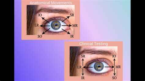 Anatomical Movements Vs Clinical Testing of Extraocular Muscles (EOM ...