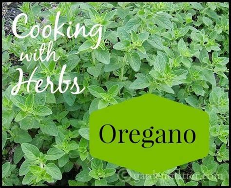 Cooking with Oregano | Herbs, Oregano plant, Oregano