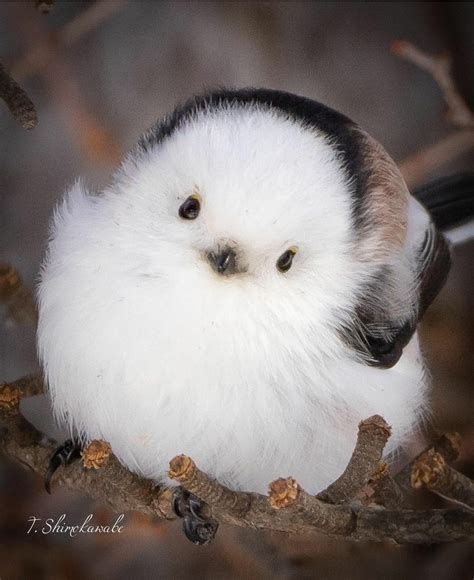 🔥 An adorable puffball : r/NatureIsFuckingLit