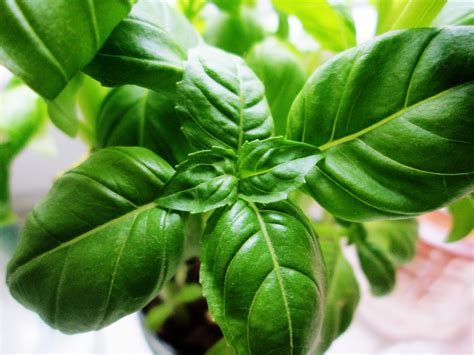 Basil Plant Green - Free photo on Pixabay - Pixabay