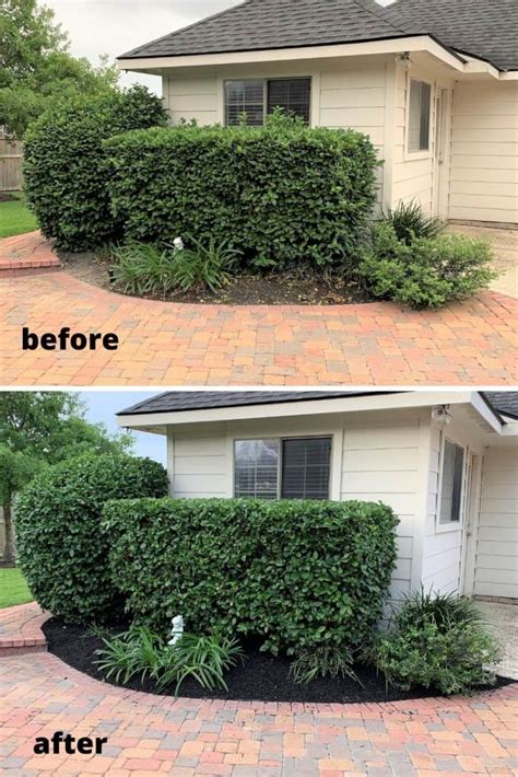 Trimming Hedges & Shrubs: Yard Work 101 - thetarnishedjewelblog