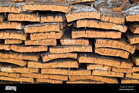 Processed bark of the cork oak (Quercus suber Stock Photo - Alamy