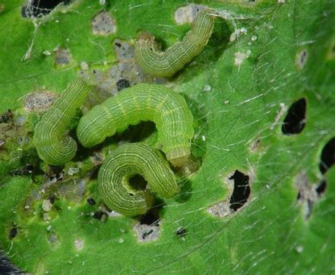 Beet armyworm / Spodoptera exigua - BioChemTech IPM