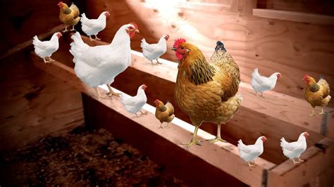 How much Space does a Chicken Need for their Roost | How Wide should a ...