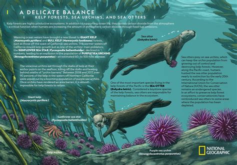 Kelp Forests, Urchins and Sea Stars: A Delicate Balance | Shark Allies