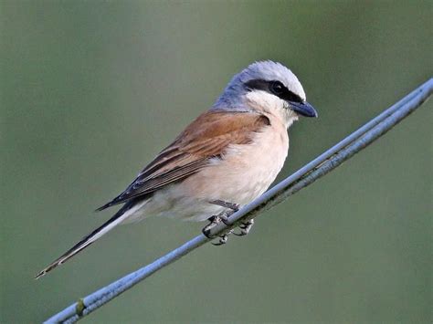 Red-Backed Shrike Bird Facts (Lanius collurio) | Bird Fact