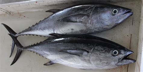 Albacore Tuna | California Sea Grant