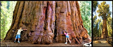 9 Facts About Giant Sequoias Tree That Will Surprise You!