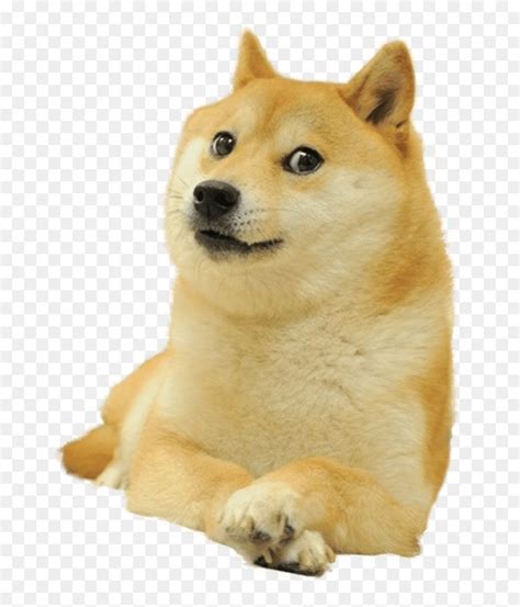 Doge Meme Png, Transparent Png is pure and creative PNG image uploaded by Designer. To search ...